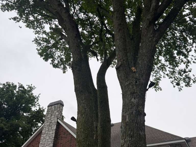 Luchos Tree Services