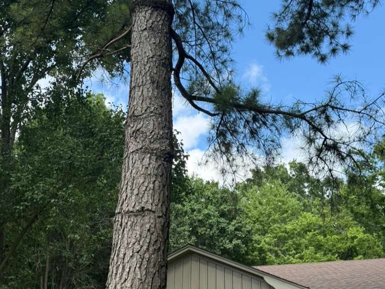 Luchos Tree Services